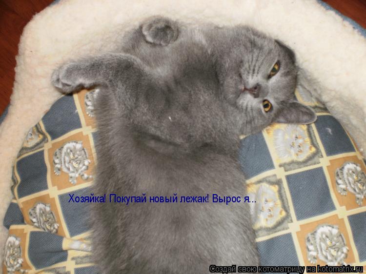 Котоматрица: Хозяйка! Покупай новый лежак! Вырос я...