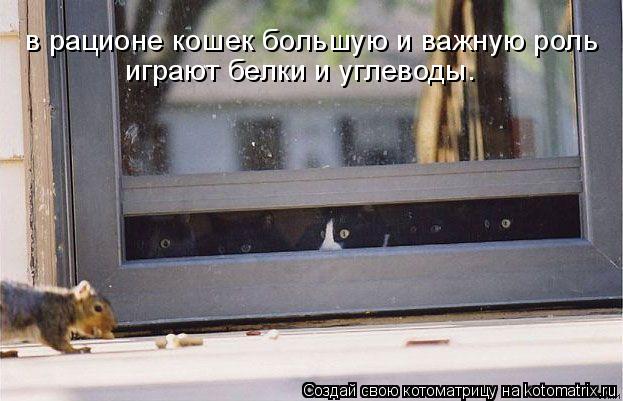 в рационе кошек большую и важную роль играют белки и углеводы.... Котоматрица: в рационе кошек большую и важную роль играют белки и углеводы.