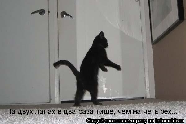 На двух лапах в два раза тише, чем на четырех...... Котоматрица: На двух лапах в два раза тише, чем на четырех...
