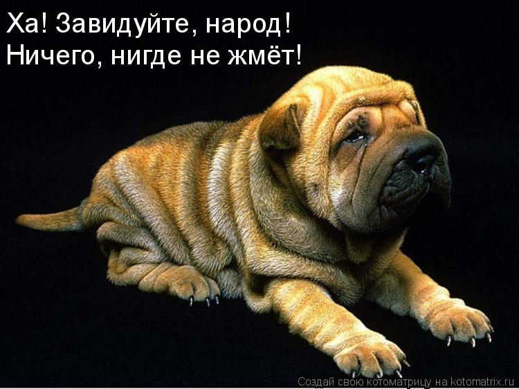 Ха! Завидуйте, народ! Ничего, нигде не жмёт!... Котоматрица: Ха! Завидуйте, народ! Ничего, нигде не жмёт!