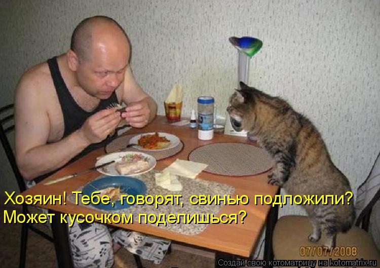 Хозяин! Тебе, говорят, свинью подложили? Может кусочком поделишься?... Котоматрица: Хозяин! Тебе, говорят, свинью подложили? Может кусочком поделишься?