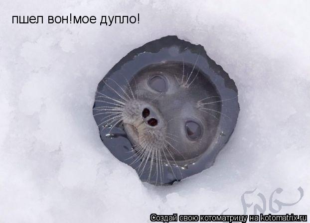 Котоматрица: пшел вон!мое дупло!