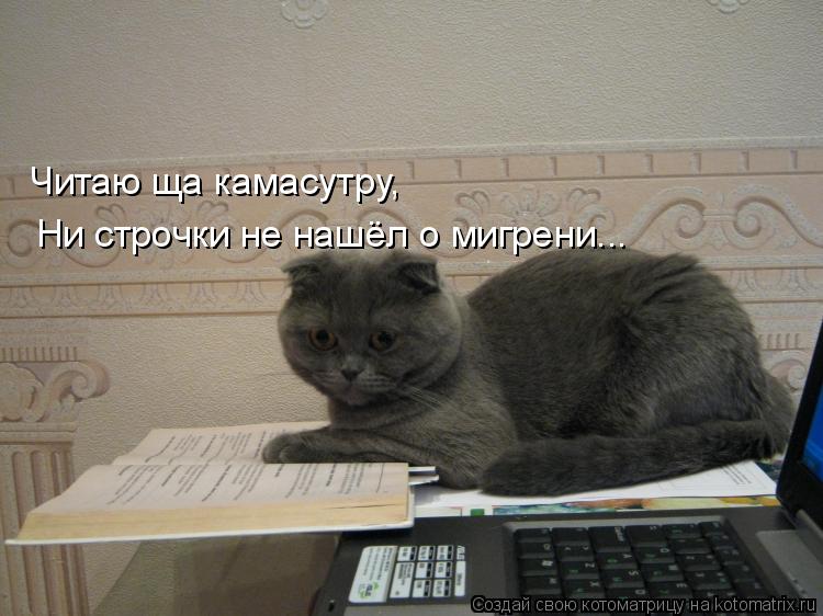 Котоматрица: Читаю ща камасутру, Ни строчки не нашёл о мигрени...