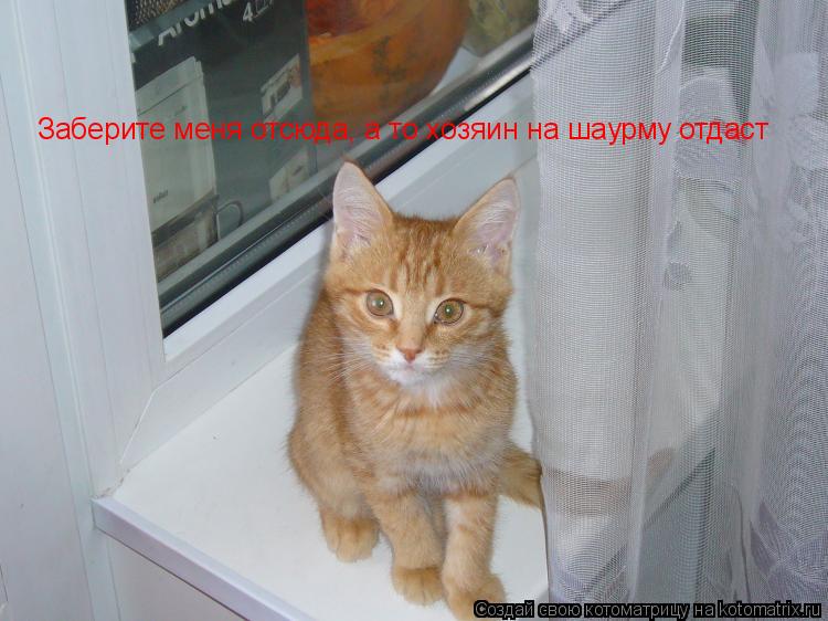 Котоматрица: Заберите меня отсюда, а то хозяин на шаурму отдаст