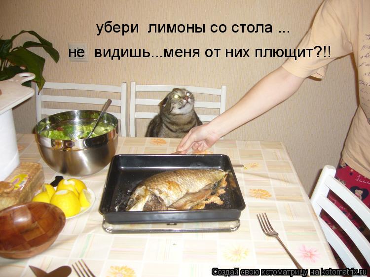 Котоматрица: убери  лимоны со стола ... не  видишь...меня от них плющит?!!