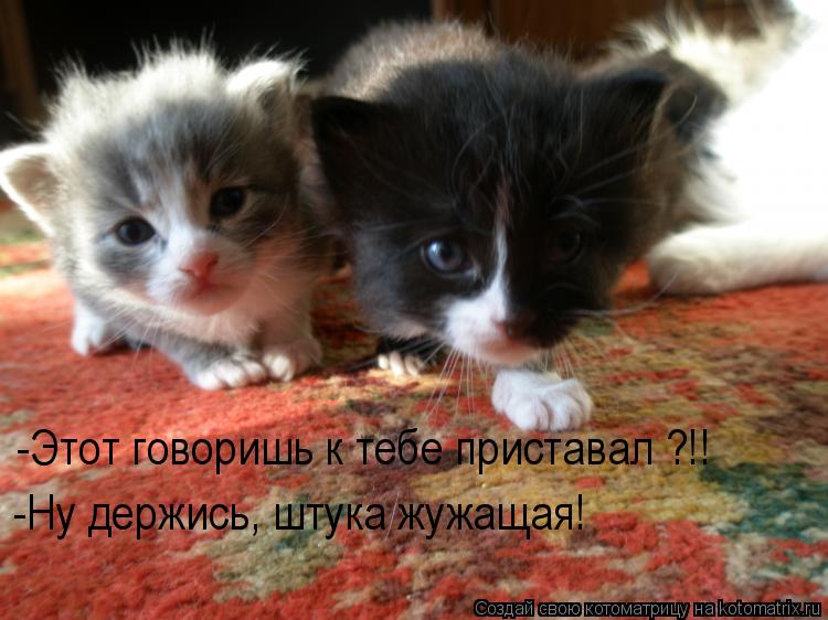 Котоматрица: -Этот говоришь к тебе приставал ?!! -Ну держись, штука жужащая!