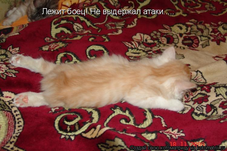 Котоматрица: Лежит боец! Не выдержал атаки.....