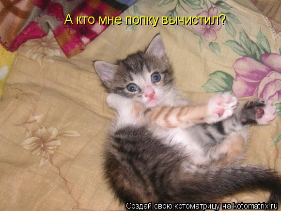 Котоматрица: А кто мне попку вычистил?