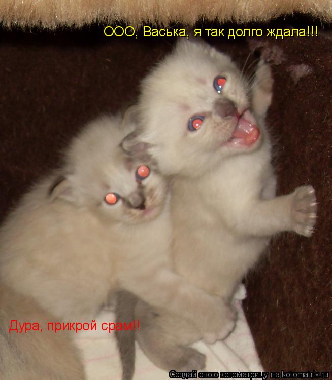 Котоматрица: ООО, Васька, я так долго ждала!!! Дура, прикрой срам!!