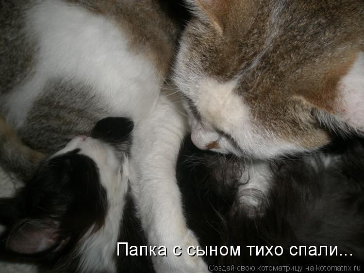 Котоматрица: Папка с сыном тихо спали...