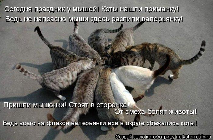 Пришли мышонки! Стоят в сторонке! Ведь всего на флакон валерьянки все в округе сбежались коты! Ведь н... Котоматрица: Пришли мышонки! Стоят в сторонке! Ведь всего на флакон валерьянки все в округе сбежались коты! Ведь не напрасно мыши здесь разлили валерьян