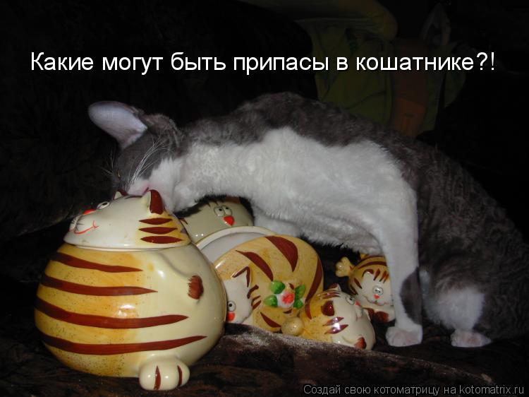 Котоматрица: Какие могут быть припасы в кошатнике?!