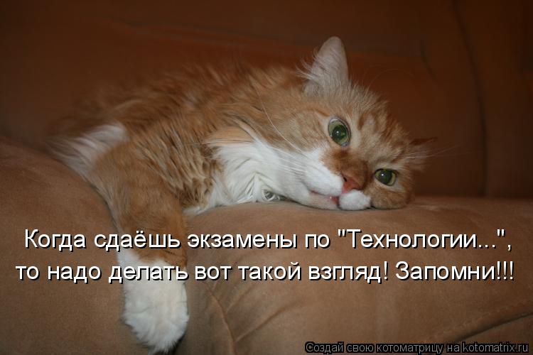 Котоматрица: Когда сдаёшь экзамены по "Технологии...", то надо делать вот такой взгляд! Запомни!!!