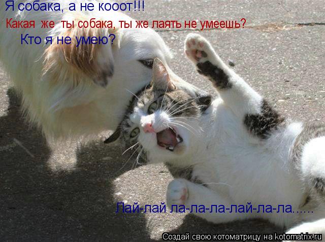 Котоматрица: Какая  же  ты собака, ты же лаять не умеешь? Я собака, а не коooт!!!  Кто я не умею? Лай-лай ла-ла-ла-лай-ла-ла......