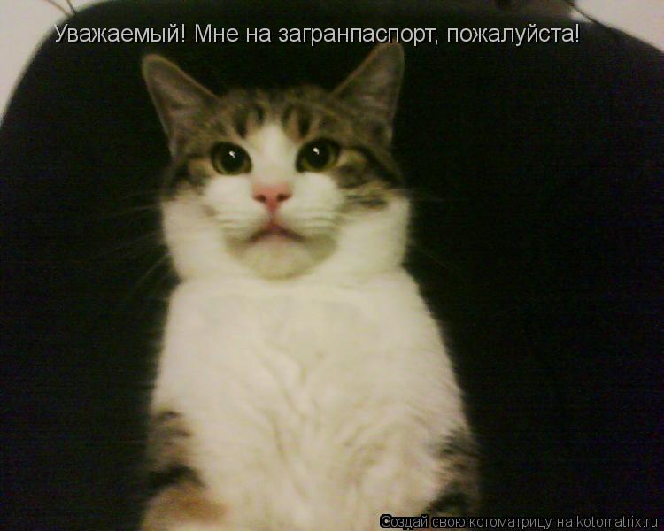 Котоматрица: Уважаемый! Мне на загранпаспорт, пожалуйста!