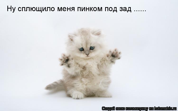Котоматрица: Ну сплющило меня пинком под зад ......