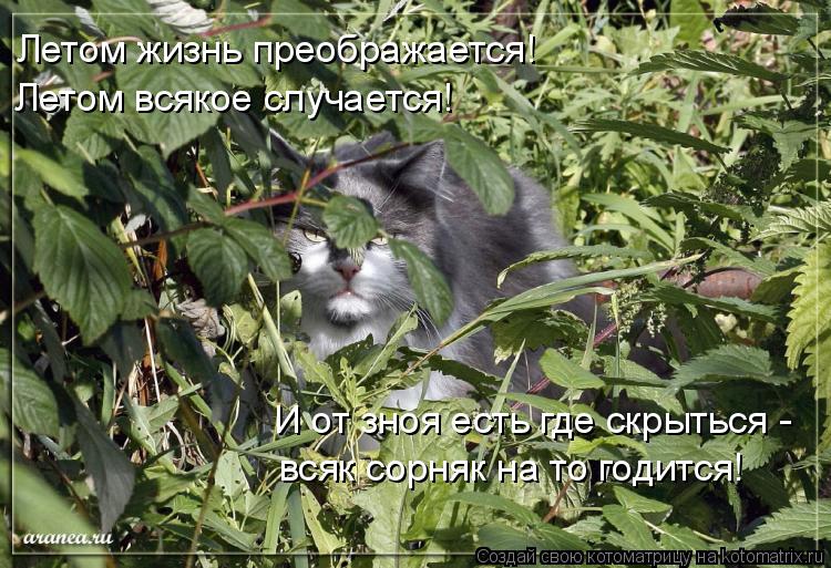 Котоматрица: Летом жизнь преображается! Летом всякое случается! И от зноя есть где скрыться - всяк сорняк на то годится!