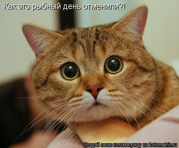 Котоматрица: Как это рыбный день отменили?!
