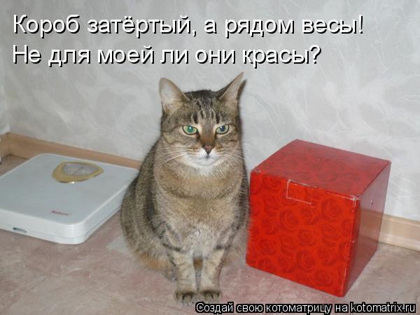 Котоматрица: Короб затёртый, а рядом весы! Не для моей ли они красы?