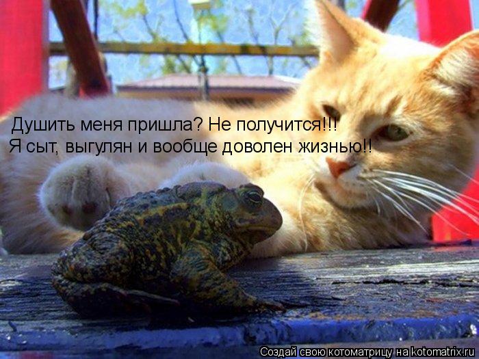 Котоматрица: Душить меня пришла? Не получится!!! Я сыт, выгулян и вообще доволен жизнью!!