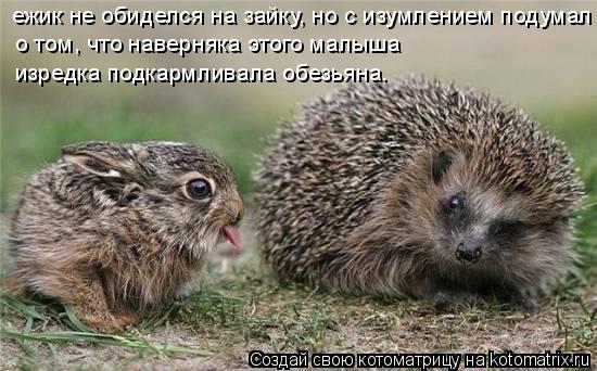 Котоматрица: ежик не обиделся на зайку, но с изумлением подумал о том, о том, что наверняка этого малыша  изредка подкармливала обезьяна.