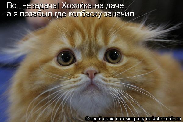 Котоматрица: Вот незадача! Хозяйка-на даче, а я позабыл,где колбаску заначил...
