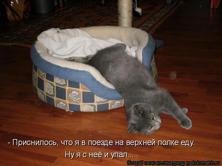 Котоматрица: - Приснилось, что я в поезде на верхней полке еду . Ну я с неё и упал...