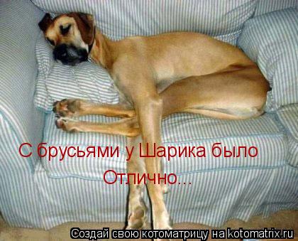 Котоматрица: С брусьями у Шарика было  Отлично...