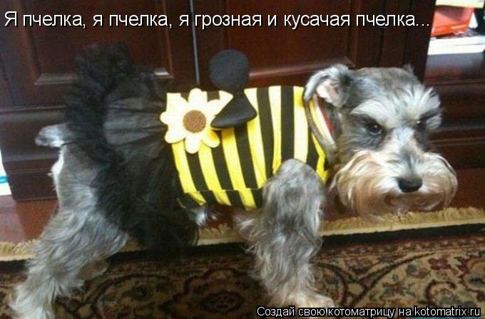 Котоматрица: Я пчелка, я пчелка, я грозная и кусачая пчелка...