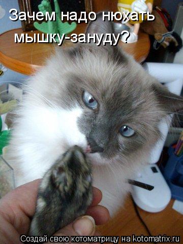Котоматрица: Зачем надо нюхать мышку-зануду?
