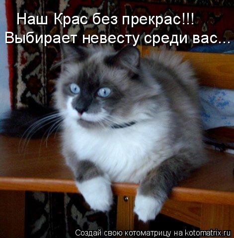 Котоматрица: Наш Крас без прекрас!!! Выбирает невесту среди вас...