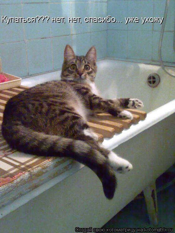 Котоматрица: Купаться??? нет, нет, спасибо... уже ухожу