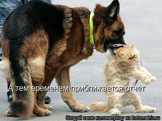 Котоматрица: А тем временем приближается отчёт