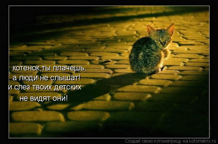 Котоматрица: котенок,ты плачешь, а люди не слышат! и слез твоих детских  не видят они!
