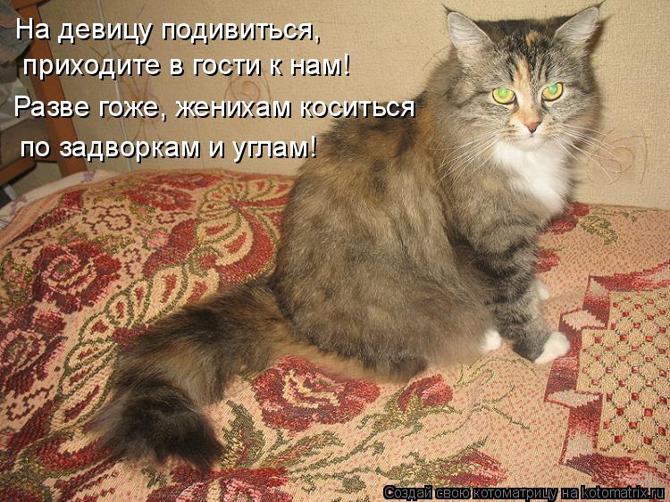 Котоматрица: На девицу подивиться,   приходите в гости к нам! Разве гоже, женихам коситься по задворкам и углам!