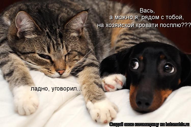 Котоматрица: Вась,  а можно я, рядом с тобой,  на хозяйской кровати посплю??? ладно, уговорил...
