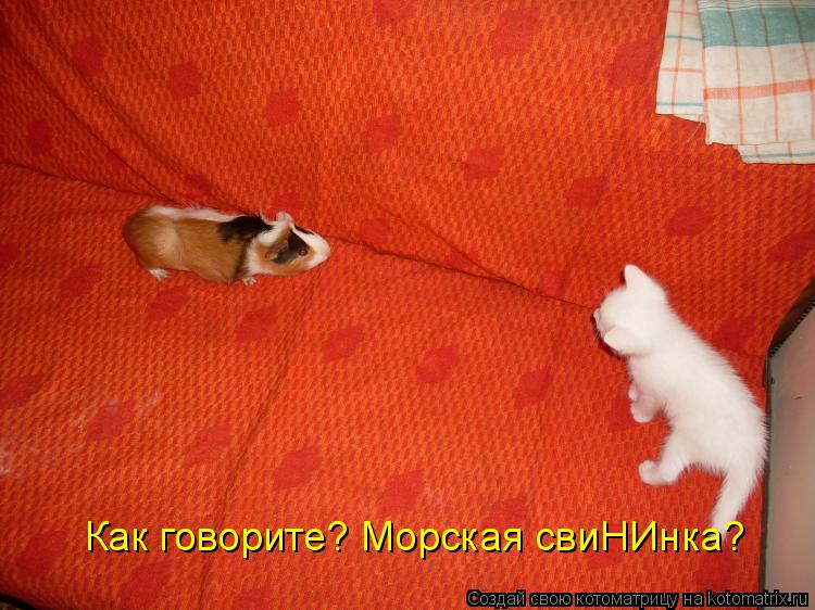 Как говорите? Морская свиНИнка?... Котоматрица: Как говорите? Морская свиНИнка?