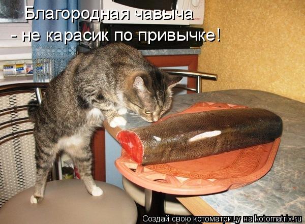 Котоматрица: Благородная чавыча - не карасик по привычке!