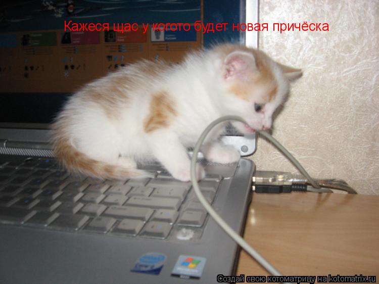Котоматрица: Кажеся щас у когото будет новая причёска