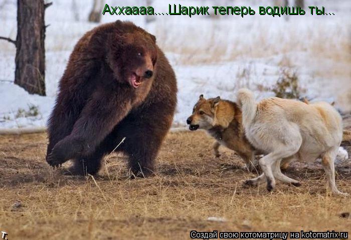 Котоматрица: Аххаааа....Шарик теперь водишь ты...