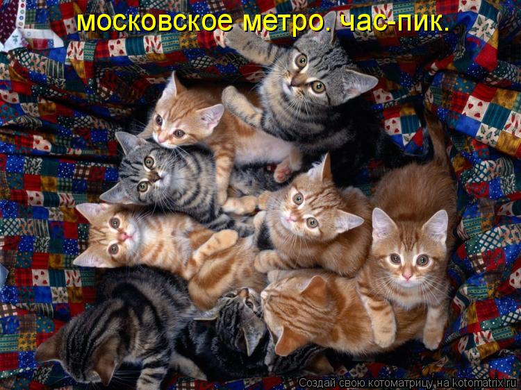 Котоматрица: московское метро. час-пик.