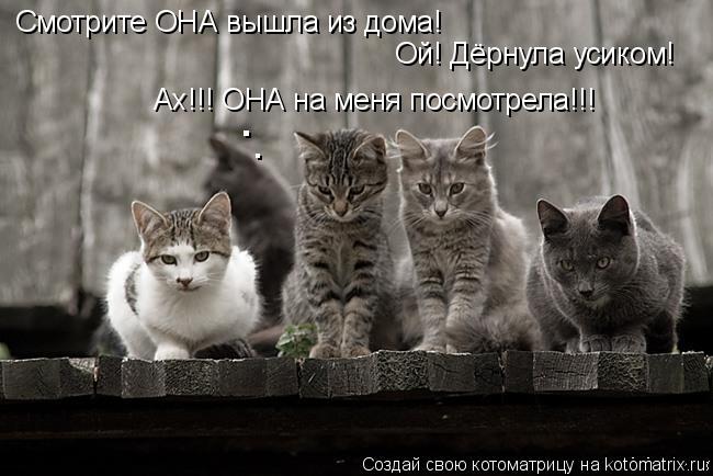 Котоматрица: Смотрите ОНА вышла из дома! Ой! Дёрнула усиком! Ах!!! ОНА на меня посмотрела!!! . .