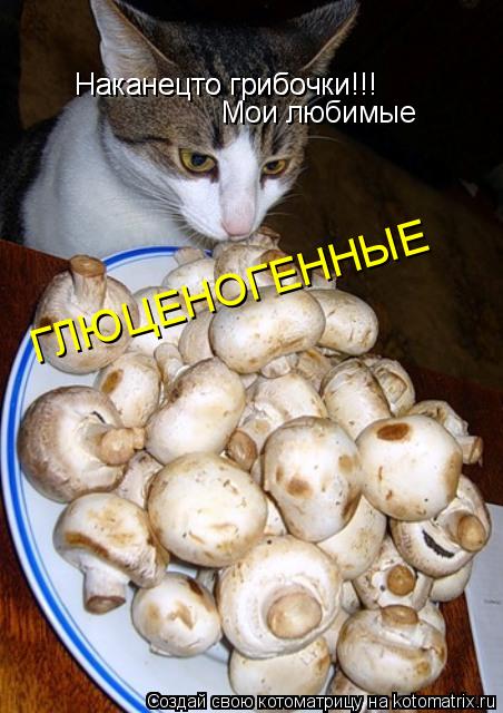 Котоматрица: Наканецто грибочки!!! Наканецто грибочки!!! Мои любимые ГЛЮЦЕНОГЕННЫЕ