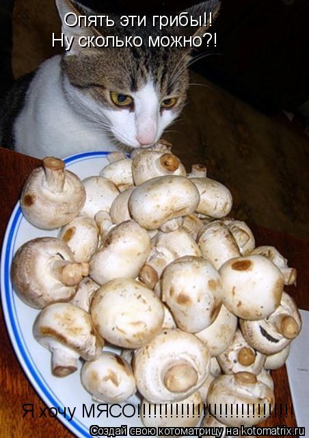 Котоматрица: Опять эти грибы!! Ну сколько можно?! Я хочу МЯСО!!!!!!!!!!!!!!!!!!!!!!!!!!!!!
