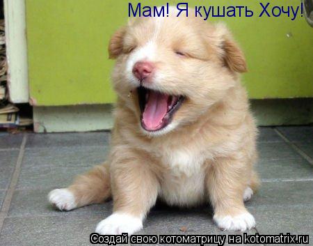 Котоматрица: Мам! Я кушать Хочу!