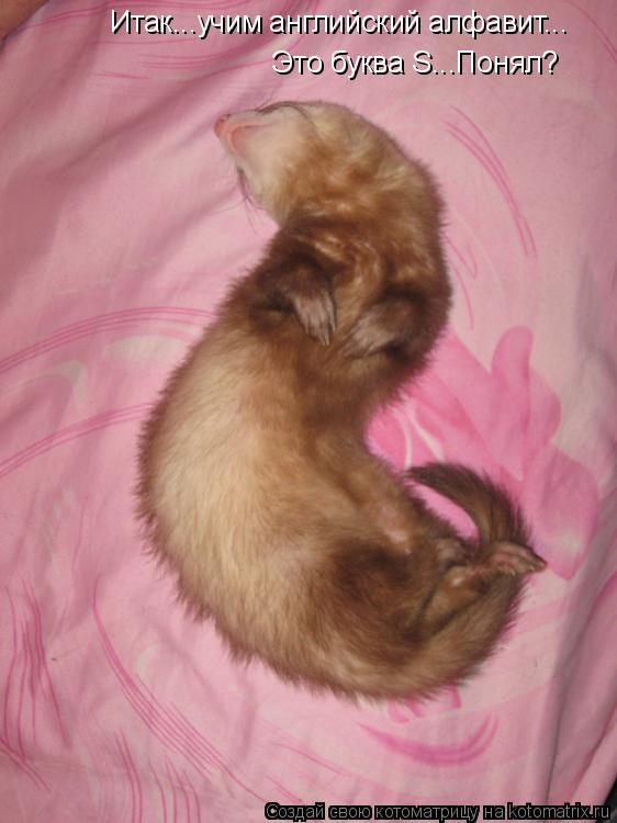 Котоматрица: Итак...учим английский алфавит... Это буква S...Понял?