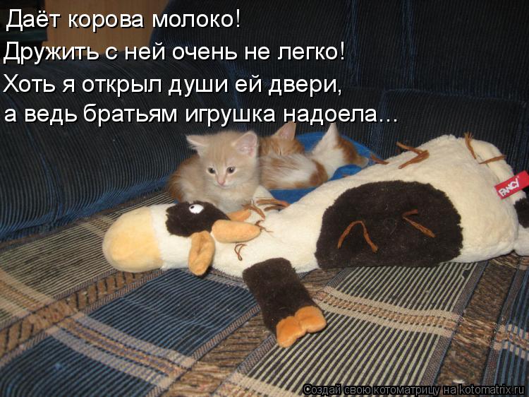 Котоматрица: Даёт корова молоко! Дружить с ней очень не легко! Хоть я открыл души ей двери, а ведь братьям игрушка надоела...