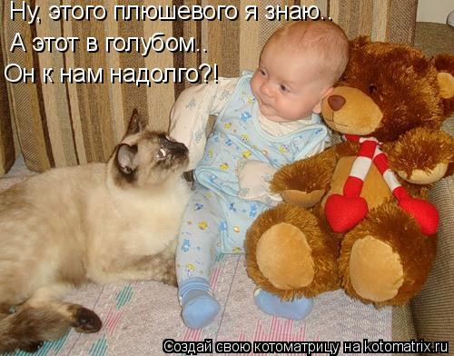 Ну, этого плюшевого я знаю.. А этот в голубом.. Он к нам надолго?!... Котоматрица: Ну, этого плюшевого я знаю.. А этот в голубом.. Он к нам надолго?!