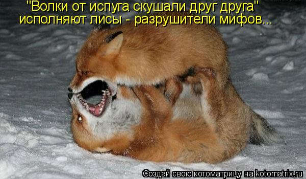 Котоматрица: "Волки от испуга скушали друг друга" исполняют лисы - разрушители мифов...