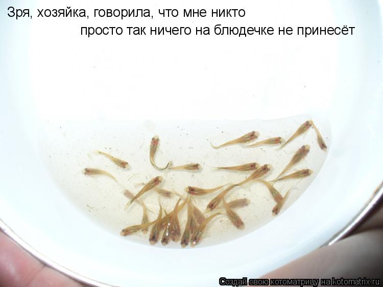Котоматрица: Зря, хозяйка, говорила, что мне никто просто так ничего на блюдечке не принесёт